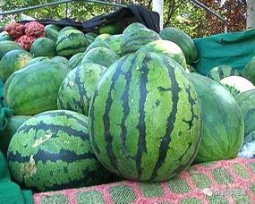 吃瓜还得选个地方,畅享夏日休闲时光